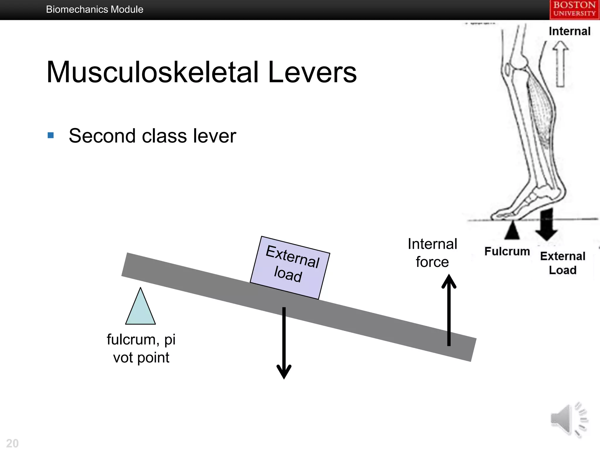 Biomechanics Module




     Musculoskeletal Levers

      Second class lever




                              Internal
                               force




                fulcrum, pi
                 vot point




20
 