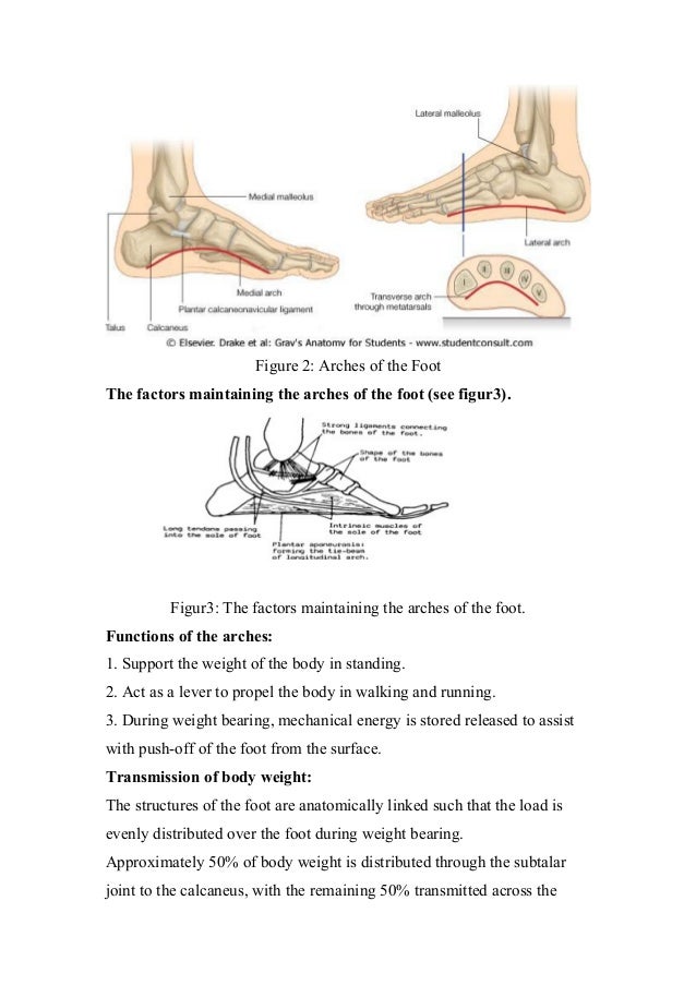 Biomechanics of ankle and foot