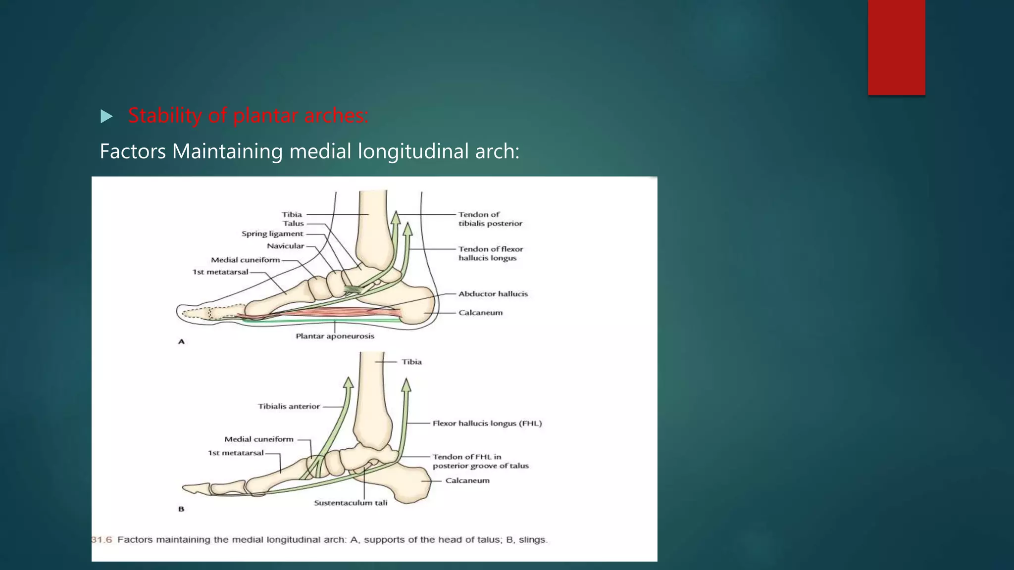 Biomechanics of ankle and foot | PPTX