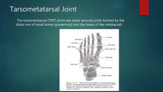 Metatarsal Modifiers Biomechanics of ankle and foot | PPTX