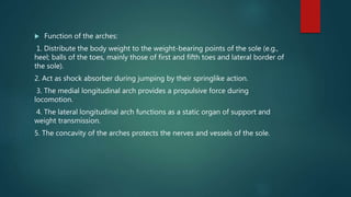 Biomechanics of ankle and foot | PPTX