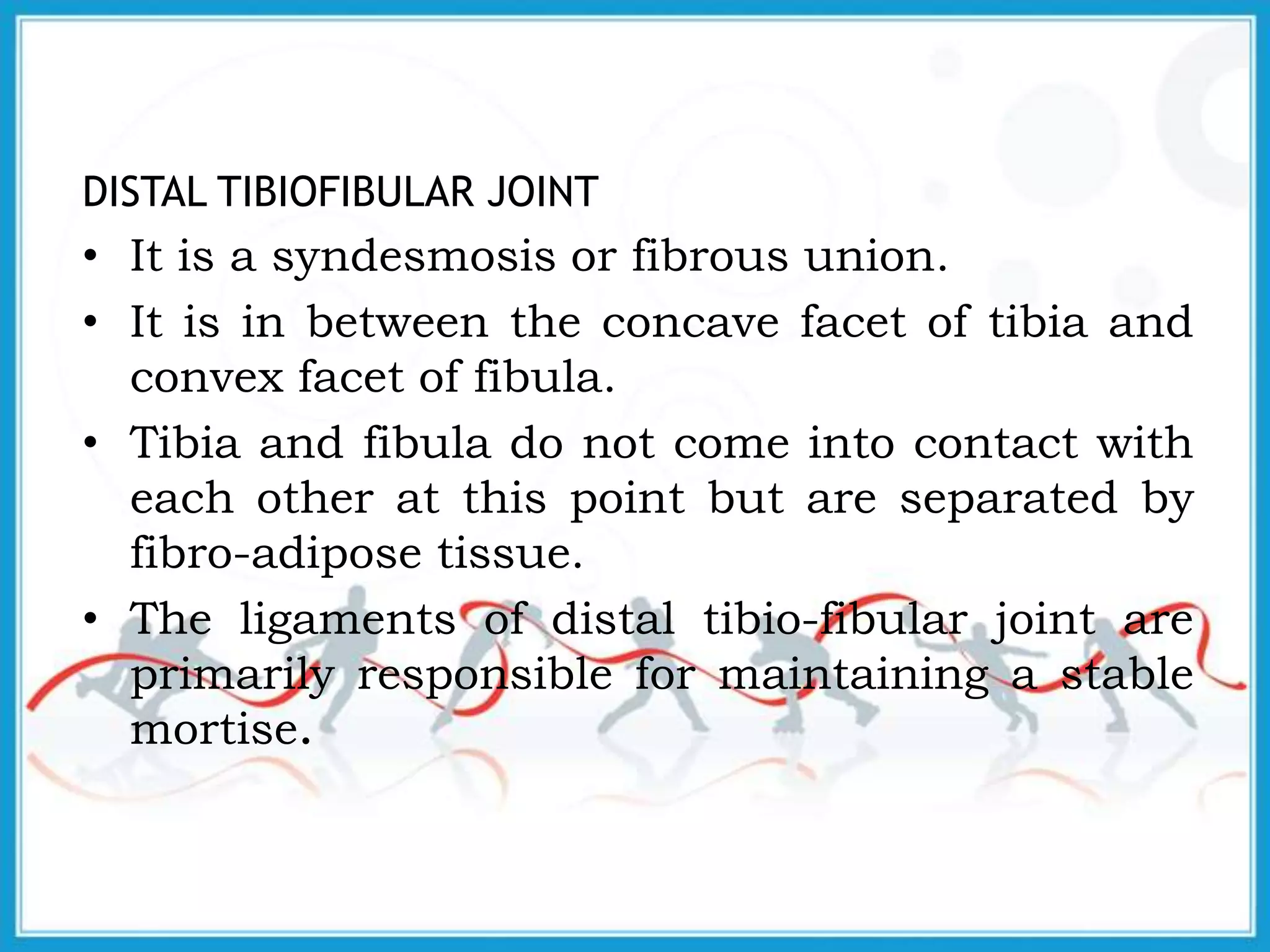 DISTAL TIBIOFIBULAR JOINT
• It is a syndesmosis or fibrous union.
• It is in between the concave facet of tibia and
convex facet of fibula.
• Tibia and fibula do not come into contact with
each other at this point but are separated by
fibro-adipose tissue.
• The ligaments of distal tibio-fibular joint are
primarily responsible for maintaining a stable
mortise.
 