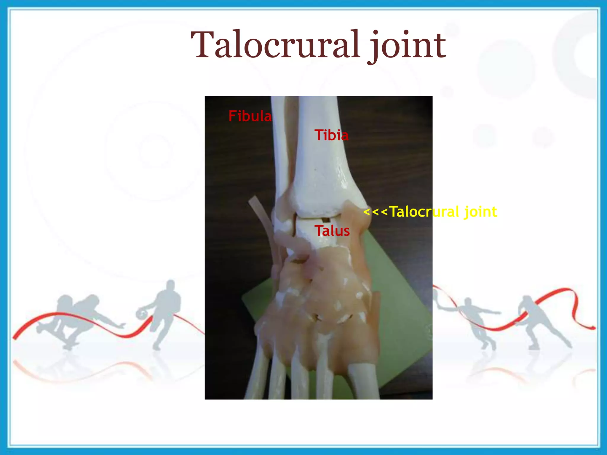 Talocrural joint
Talus
Tibia
Fibula
<<<Talocrural joint
 