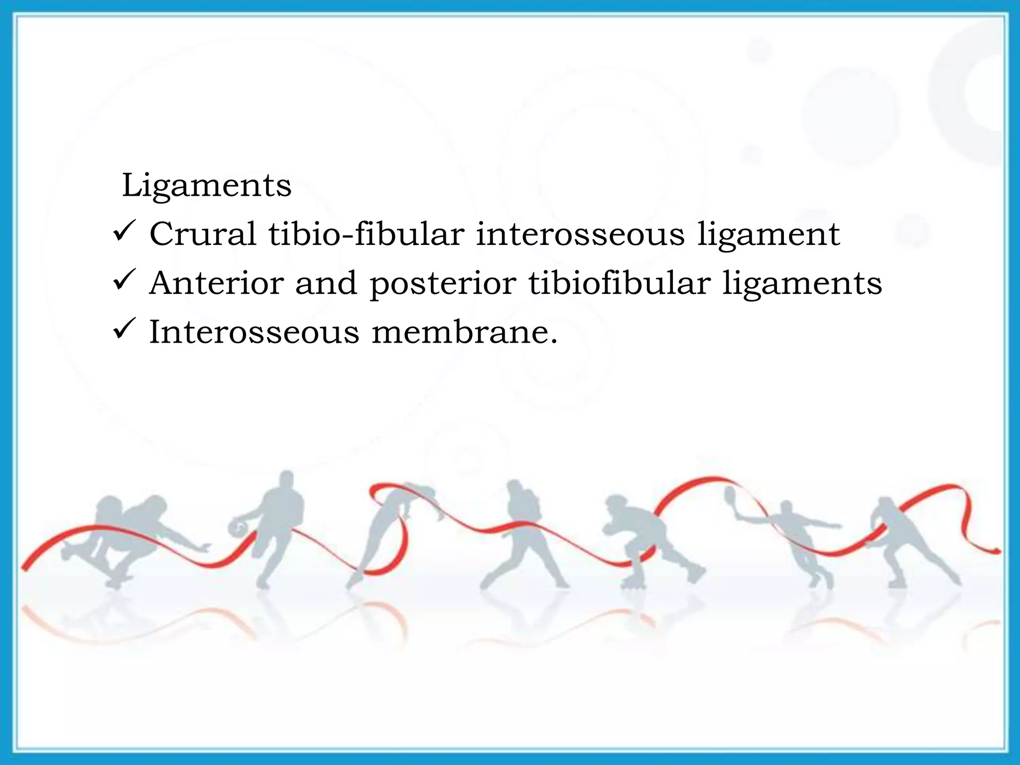 Ligaments
 Crural tibio-fibular interosseous ligament
 Anterior and posterior tibiofibular ligaments
 Interosseous membrane.
 