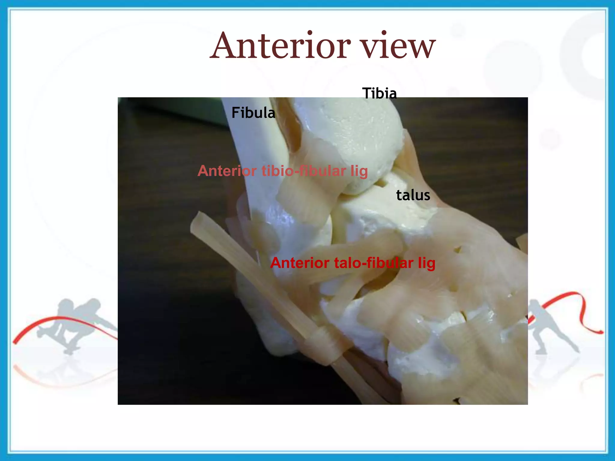 Anterior view
Anterior talo-fibular lig
Anterior tibio-fibular lig
talus
Tibia
Fibula
 