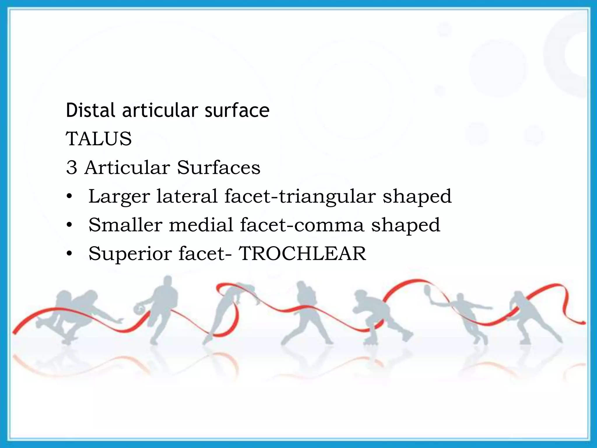 Distal articular surface
TALUS
3 Articular Surfaces
• Larger lateral facet-triangular shaped
• Smaller medial facet-comma shaped
• Superior facet- TROCHLEAR
 