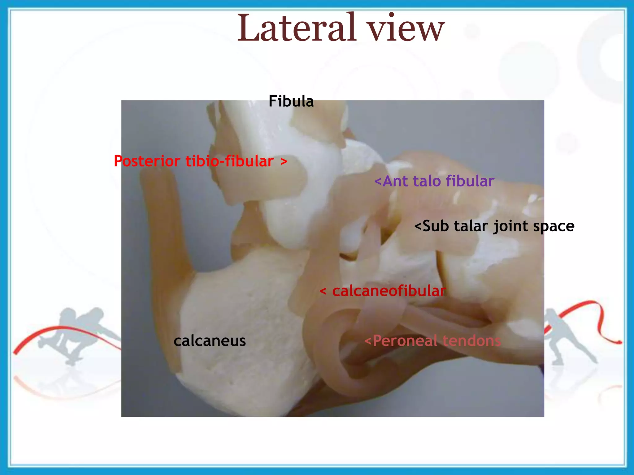 Lateral view
Posterior tibio-fibular >
<Ant talo fibular
< calcaneofibular
<Peroneal tendonscalcaneus
<Sub talar joint space
Fibula
 