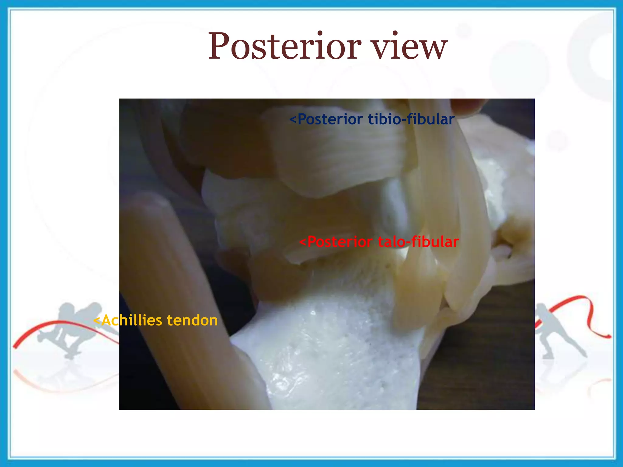 Posterior view
<Achillies tendon
<Posterior talo-fibular
<Posterior tibio-fibular
 