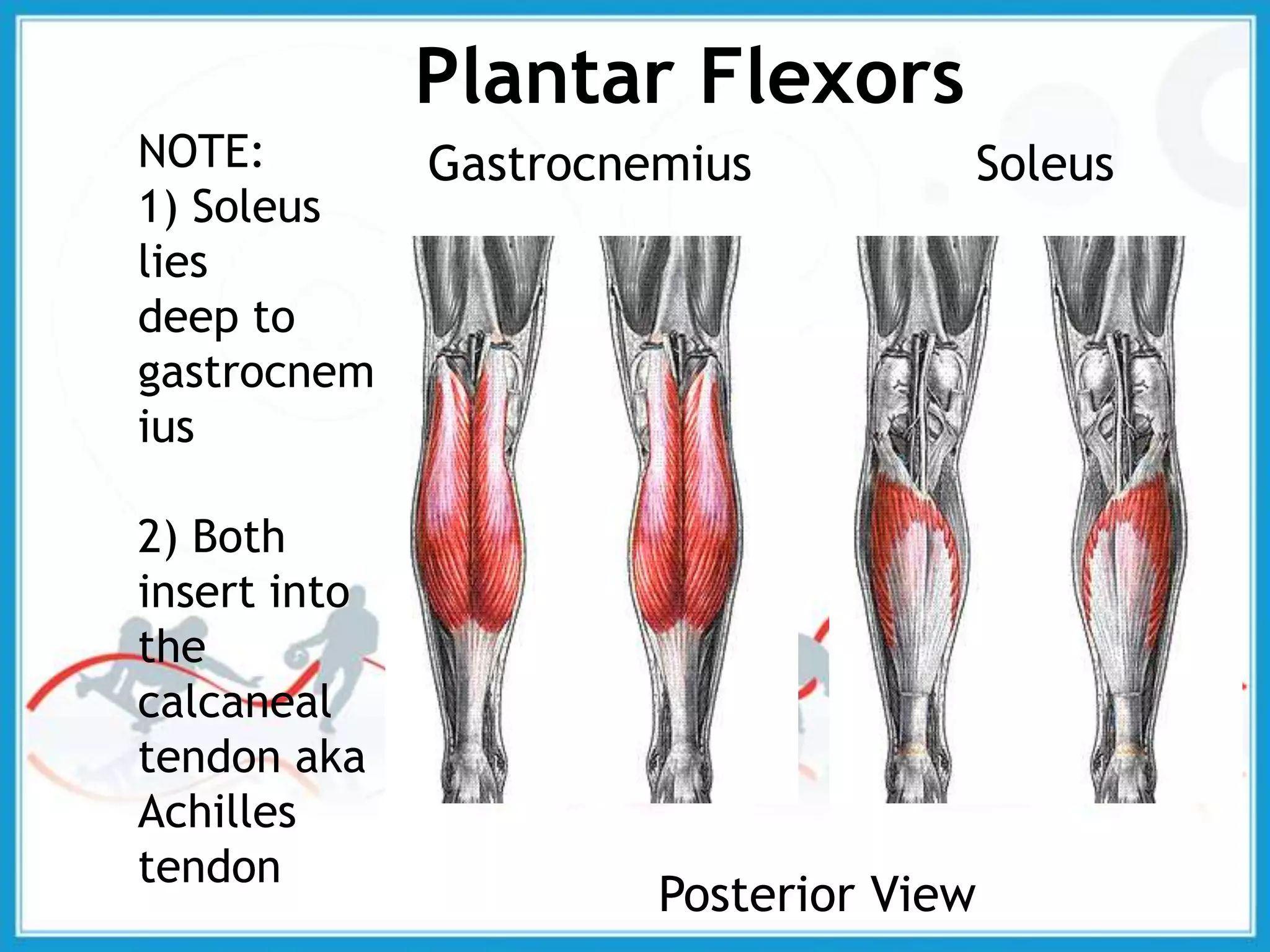 Plantar Flexors
NOTE:
1) Soleus
lies
deep to
gastrocnem
ius
2) Both
insert into
the
calcaneal
tendon aka
Achilles
tendon
SoleusGastrocnemius
Posterior View
 