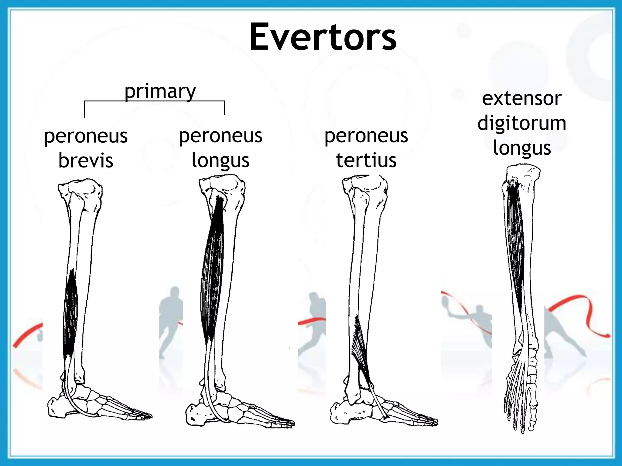 peroneus
brevis
peroneus
longus
peroneus
tertius
extensor
digitorum
longus
Evertors
primary
 