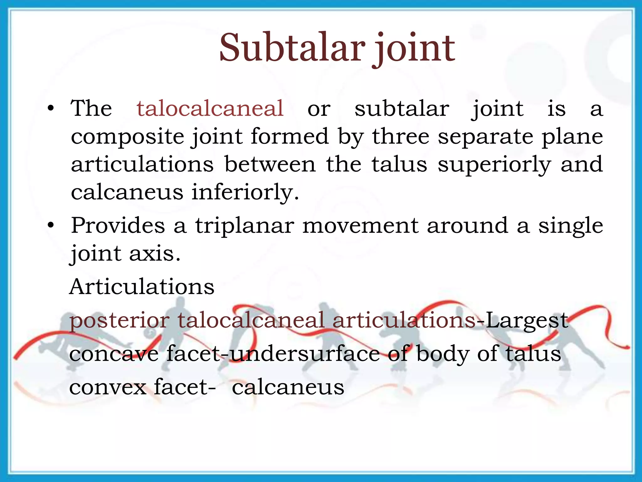 Subtalar joint
• The talocalcaneal or subtalar joint is a
composite joint formed by three separate plane
articulations between the talus superiorly and
calcaneus inferiorly.
• Provides a triplanar movement around a single
joint axis.
Articulations
posterior talocalcaneal articulations-Largest
concave facet-undersurface of body of talus
convex facet- calcaneus
 