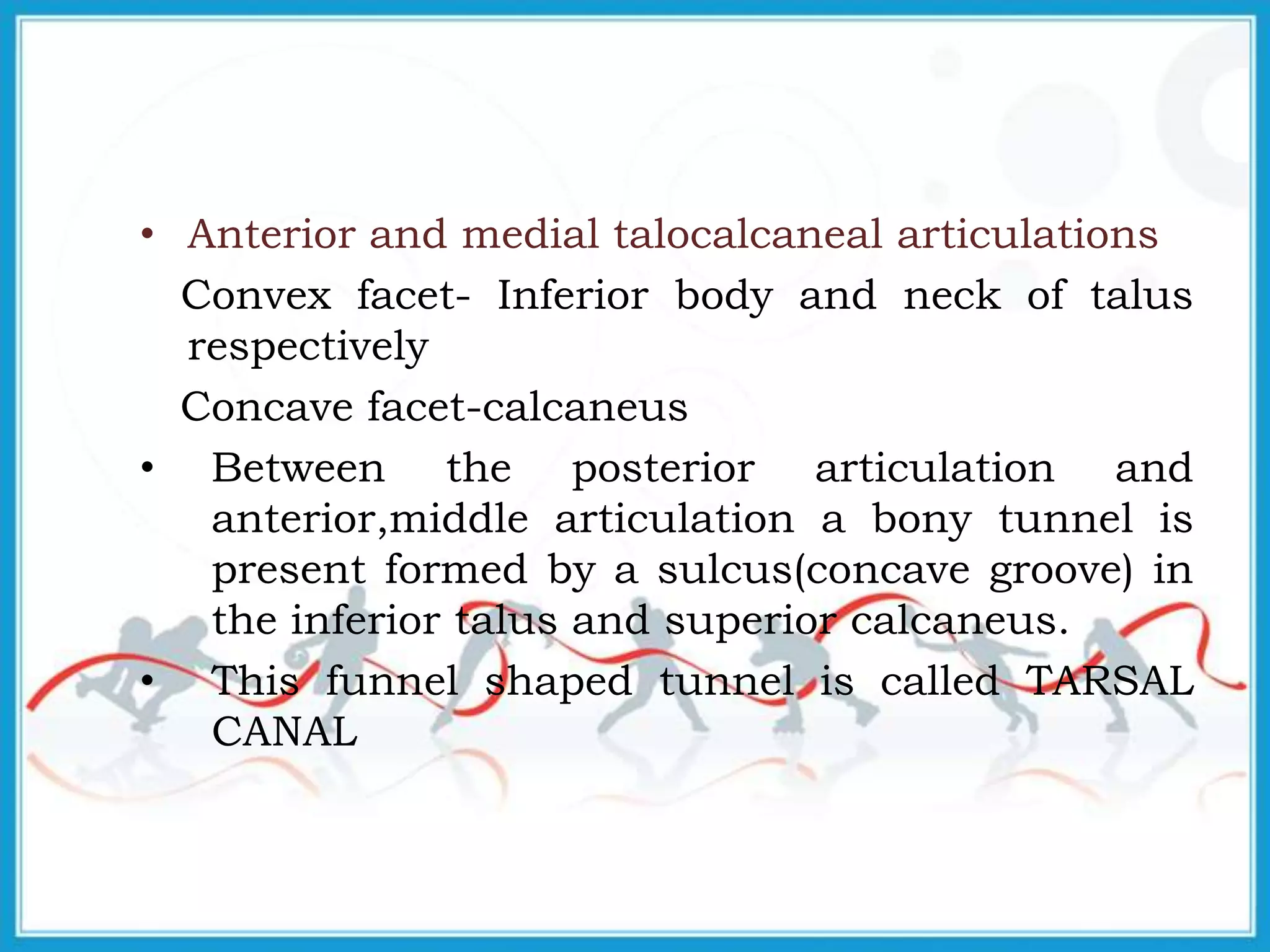 • Anterior and medial talocalcaneal articulations
Convex facet- Inferior body and neck of talus
respectively
Concave facet-calcaneus
• Between the posterior articulation and
anterior,middle articulation a bony tunnel is
present formed by a sulcus(concave groove) in
the inferior talus and superior calcaneus.
• This funnel shaped tunnel is called TARSAL
CANAL
 