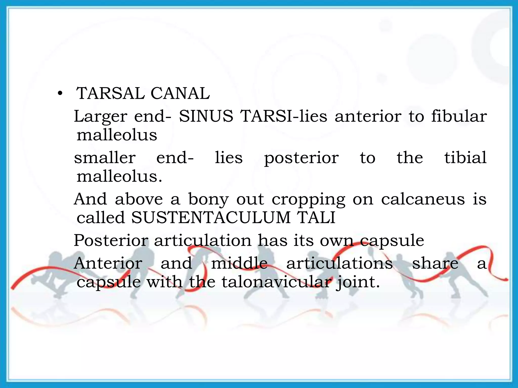 • TARSAL CANAL
Larger end- SINUS TARSI-lies anterior to fibular
malleolus
smaller end- lies posterior to the tibial
malleolus.
And above a bony out cropping on calcaneus is
called SUSTENTACULUM TALI
Posterior articulation has its own capsule
Anterior and middle articulations share a
capsule with the talonavicular joint.
 