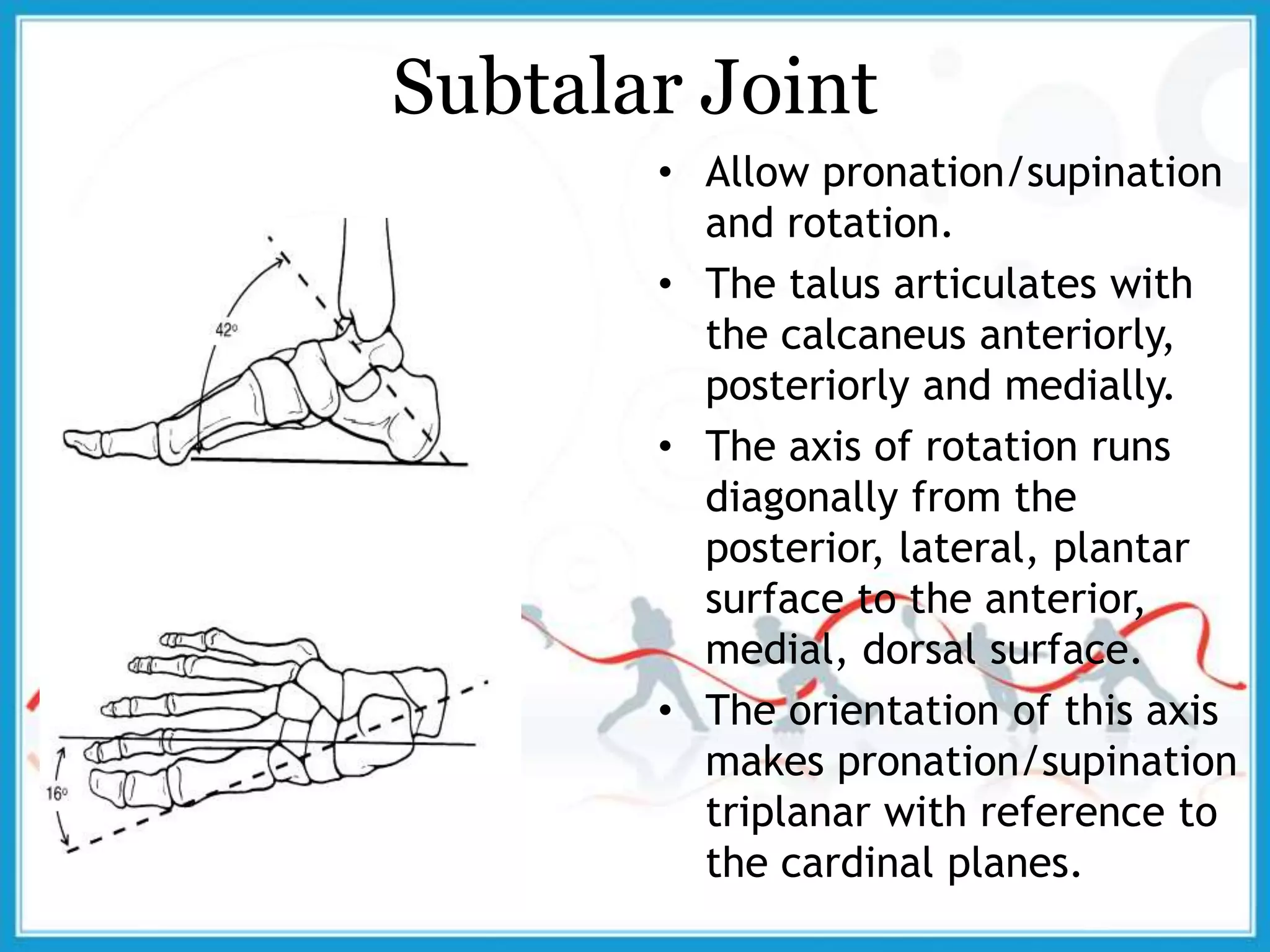 Subtalar Joint
• Allow pronation/supination
and rotation.
• The talus articulates with
the calcaneus anteriorly,
posteriorly and medially.
• The axis of rotation runs
diagonally from the
posterior, lateral, plantar
surface to the anterior,
medial, dorsal surface.
• The orientation of this axis
makes pronation/supination
triplanar with reference to
the cardinal planes.
 