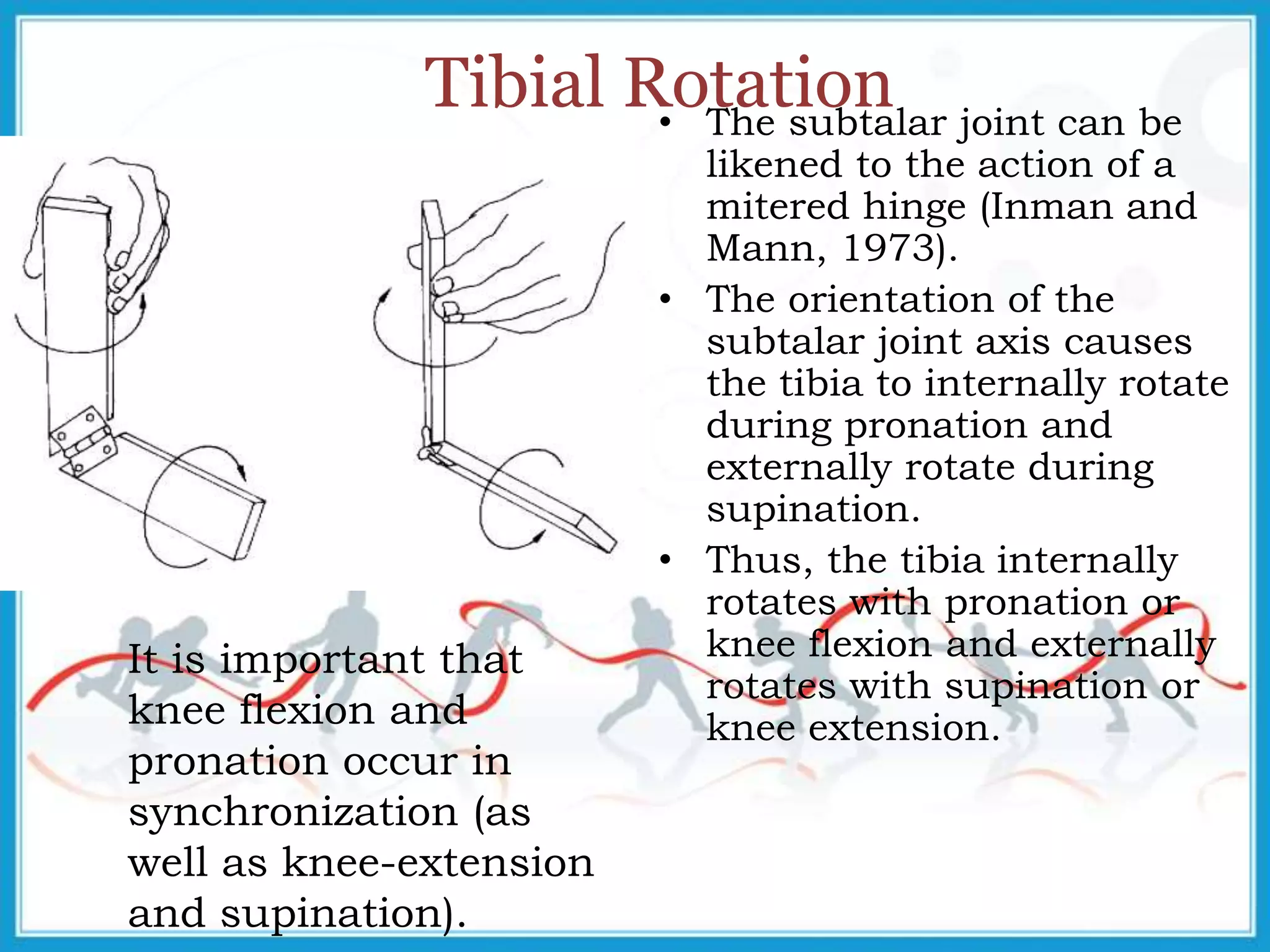 Tibial Rotation• The subtalar joint can be
likened to the action of a
mitered hinge (Inman and
Mann, 1973).
• The orientation of the
subtalar joint axis causes
the tibia to internally rotate
during pronation and
externally rotate during
supination.
• Thus, the tibia internally
rotates with pronation or
knee flexion and externally
rotates with supination or
knee extension.
It is important that
knee flexion and
pronation occur in
synchronization (as
well as knee-extension
and supination).
 