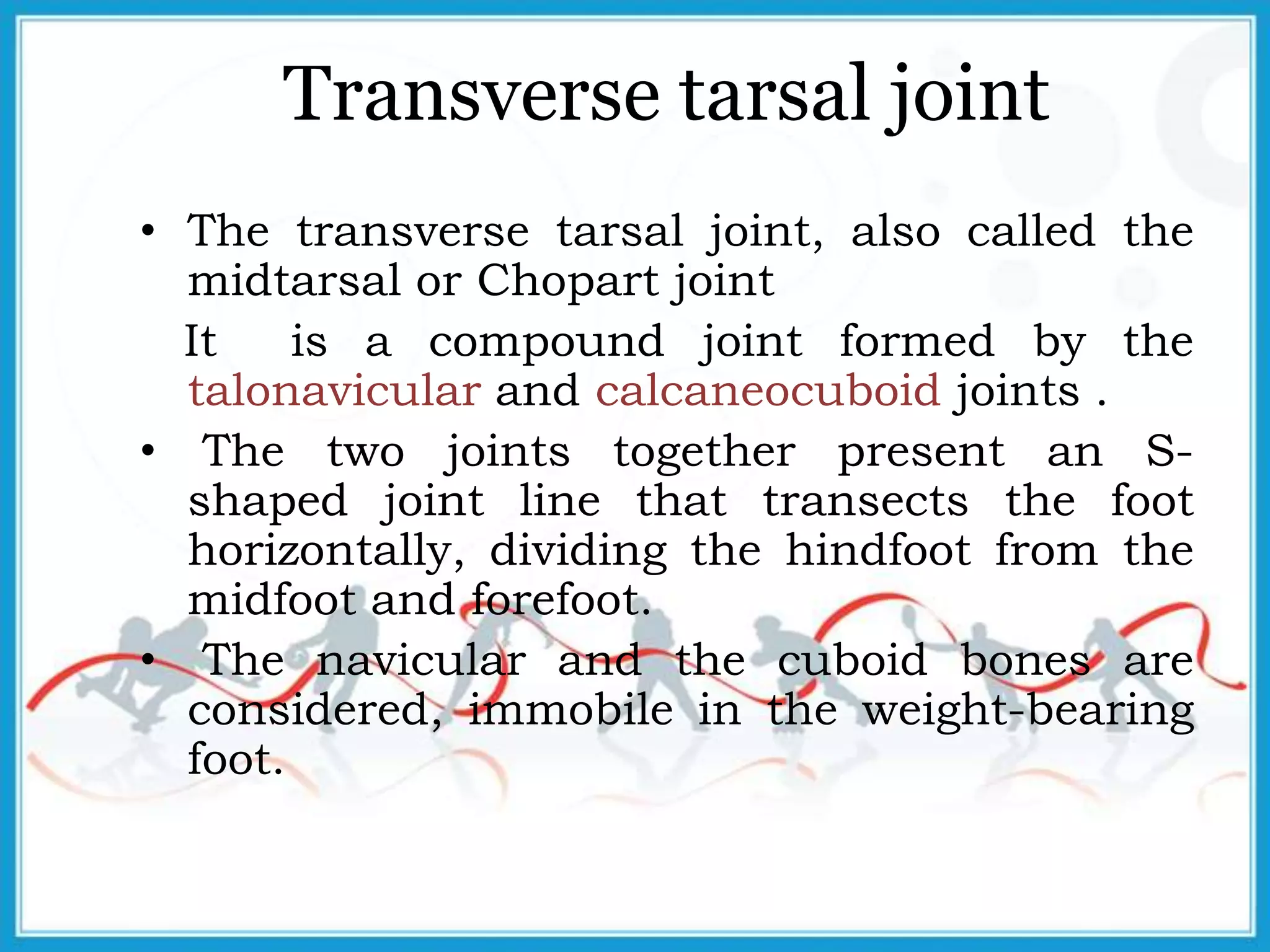 Transverse tarsal joint
• The transverse tarsal joint, also called the
midtarsal or Chopart joint
It is a compound joint formed by the
talonavicular and calcaneocuboid joints .
• The two joints together present an S-
shaped joint line that transects the foot
horizontally, dividing the hindfoot from the
midfoot and forefoot.
• The navicular and the cuboid bones are
considered, immobile in the weight-bearing
foot.
 