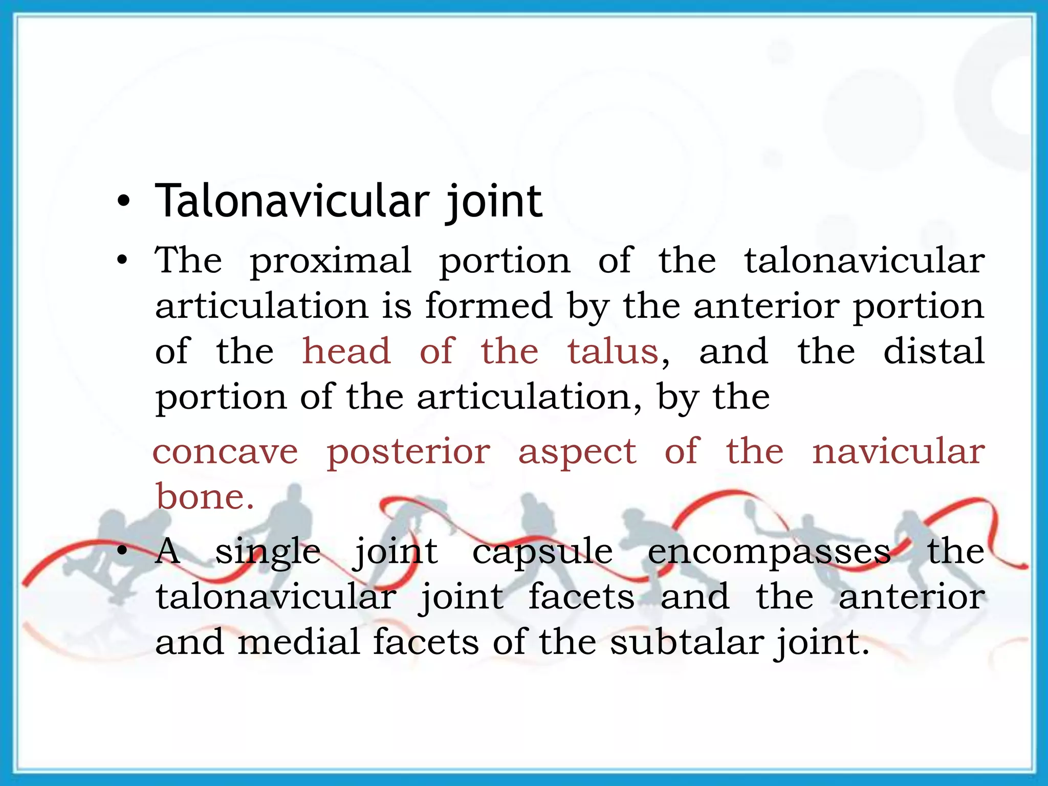 • Talonavicular joint
• The proximal portion of the talonavicular
articulation is formed by the anterior portion
of the head of the talus, and the distal
portion of the articulation, by the
concave posterior aspect of the navicular
bone.
• A single joint capsule encompasses the
talonavicular joint facets and the anterior
and medial facets of the subtalar joint.
 