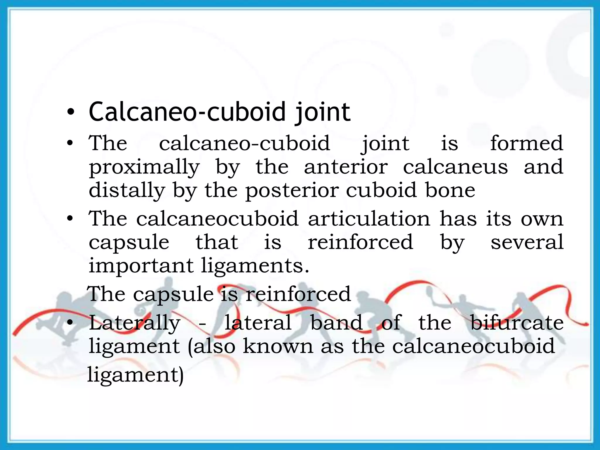 • Calcaneo-cuboid joint
• The calcaneo-cuboid joint is formed
proximally by the anterior calcaneus and
distally by the posterior cuboid bone
• The calcaneocuboid articulation has its own
capsule that is reinforced by several
important ligaments.
The capsule is reinforced
• Laterally - lateral band of the bifurcate
ligament (also known as the calcaneocuboid
ligament)
 