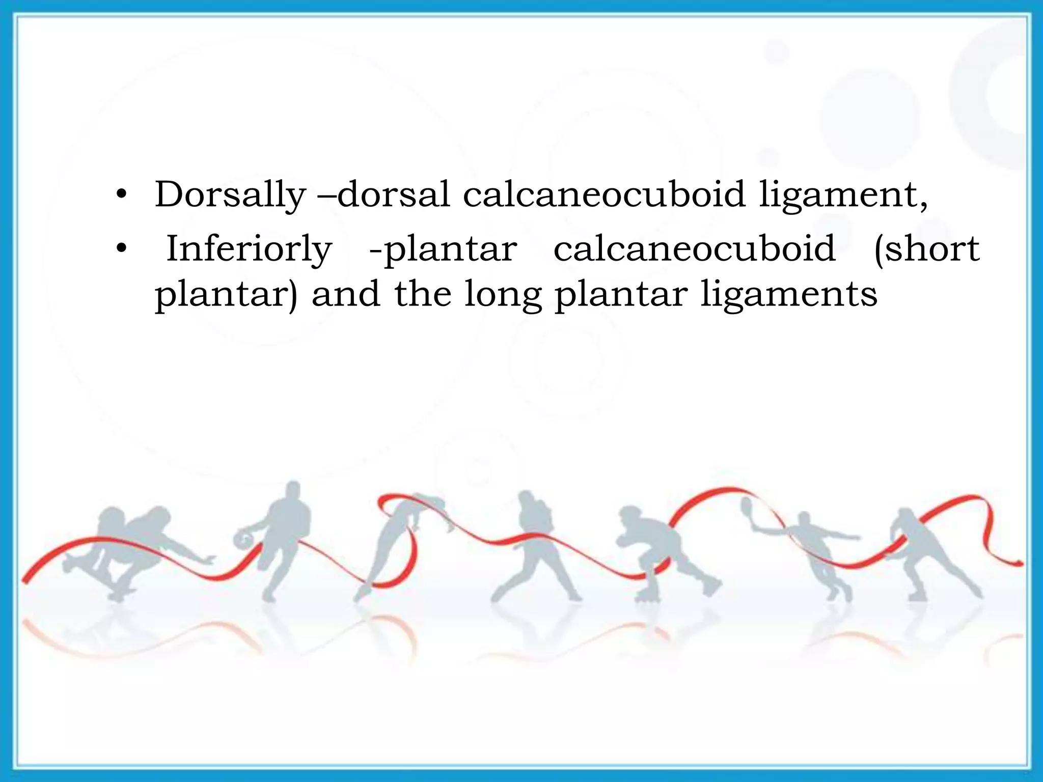• Dorsally –dorsal calcaneocuboid ligament,
• Inferiorly -plantar calcaneocuboid (short
plantar) and the long plantar ligaments
 