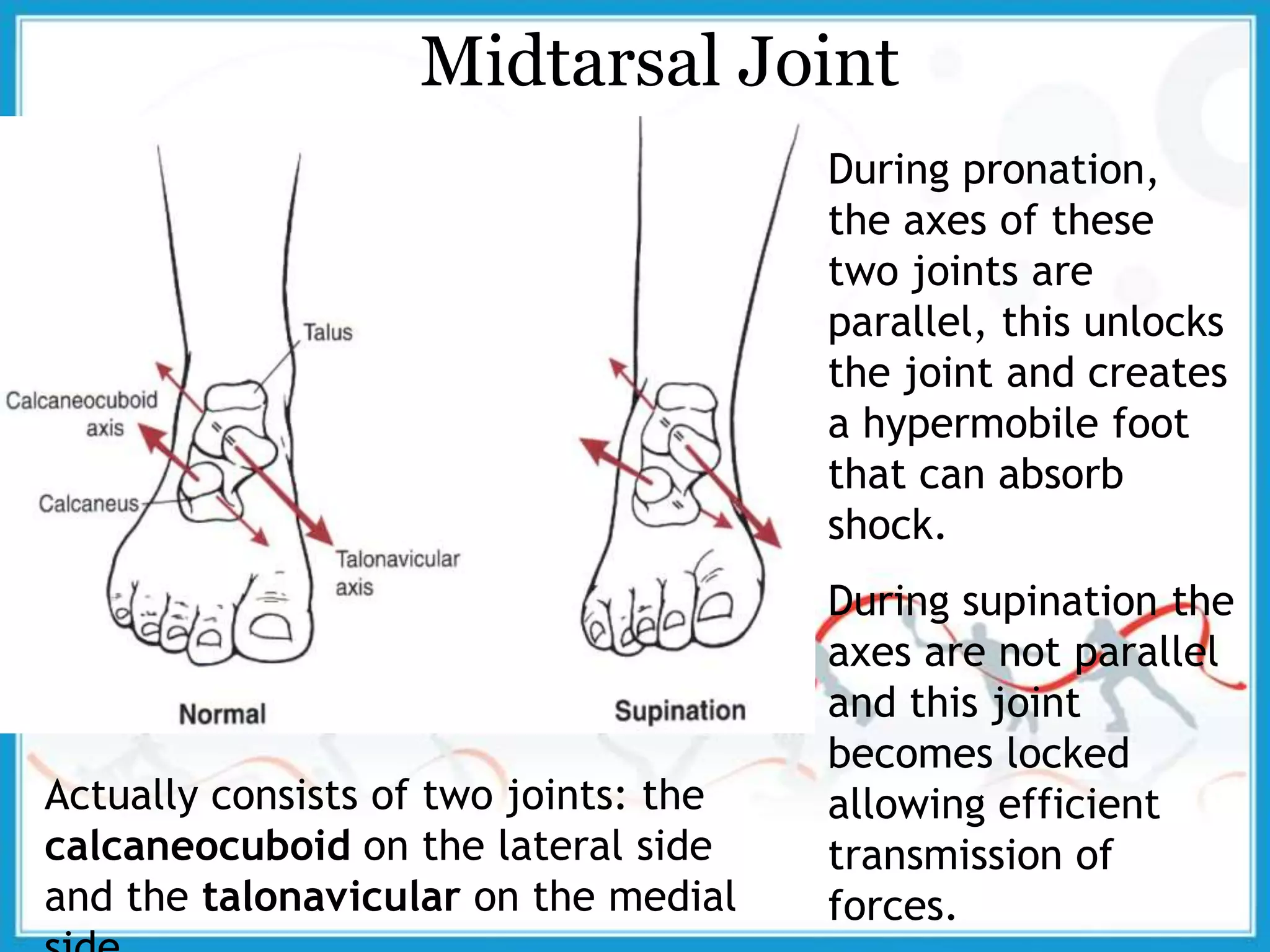 Midtarsal Joint
Actually consists of two joints: the
calcaneocuboid on the lateral side
and the talonavicular on the medial
During pronation,
the axes of these
two joints are
parallel, this unlocks
the joint and creates
a hypermobile foot
that can absorb
shock.
During supination the
axes are not parallel
and this joint
becomes locked
allowing efficient
transmission of
forces.
 