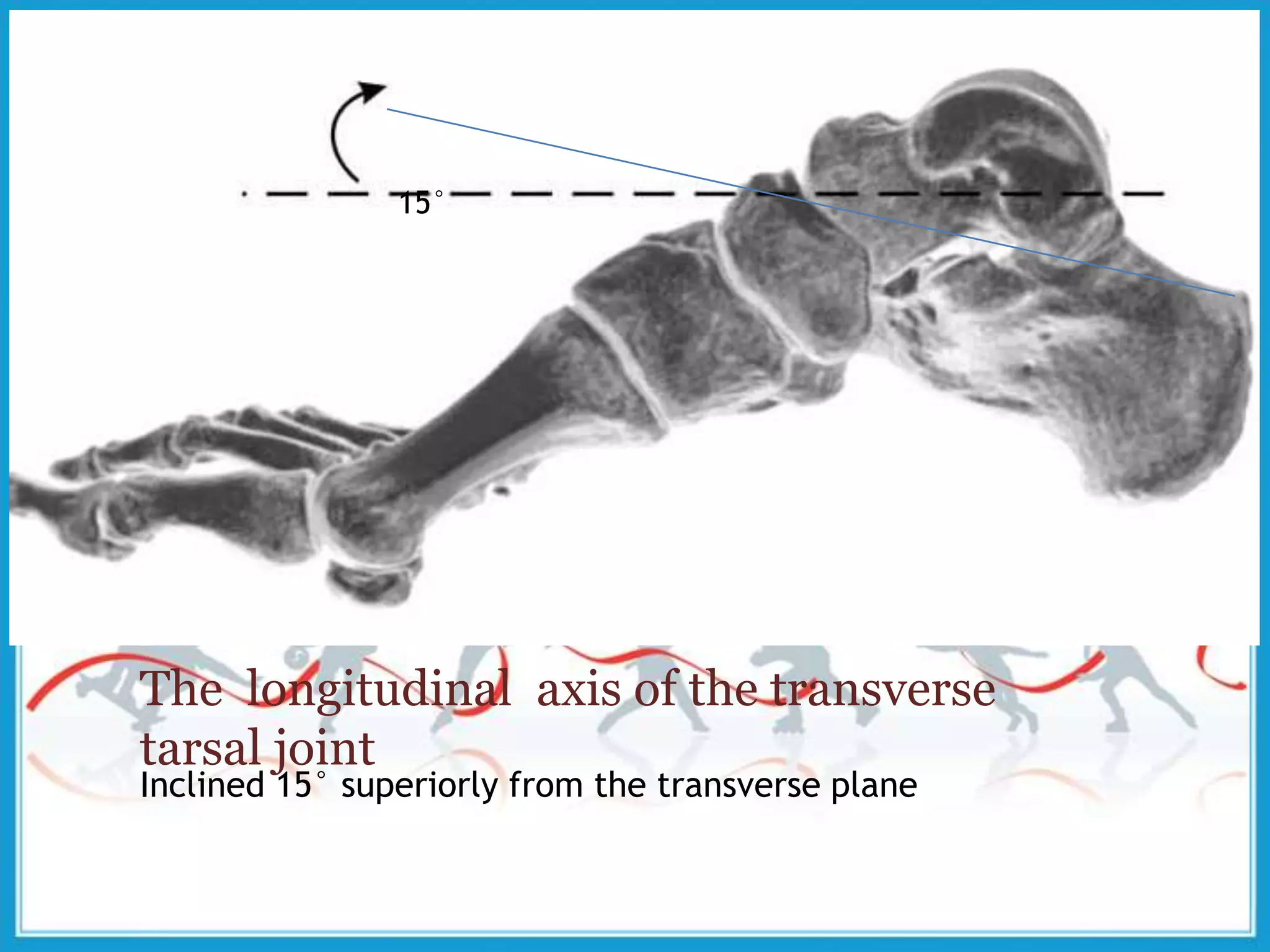 The longitudinal axis of the transverse
tarsal joint
Inclined 15° superiorly from the transverse plane
15°
 
