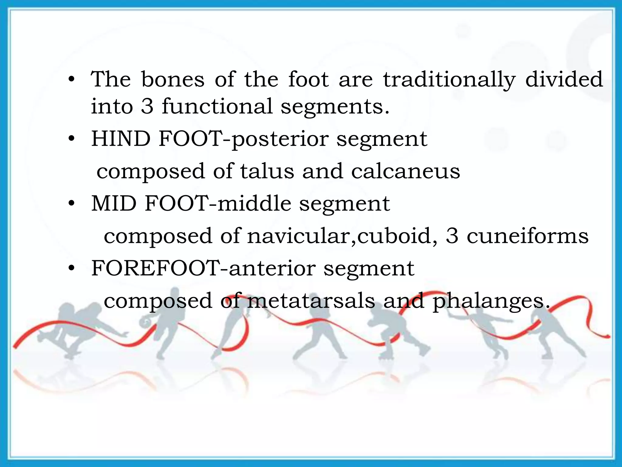 • The bones of the foot are traditionally divided
into 3 functional segments.
• HIND FOOT-posterior segment
composed of talus and calcaneus
• MID FOOT-middle segment
composed of navicular,cuboid, 3 cuneiforms
• FOREFOOT-anterior segment
composed of metatarsals and phalanges.
 