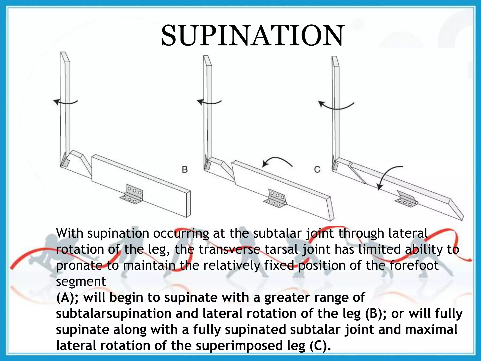 SUPINATION
With supination occurring at the subtalar joint through lateral
rotation of the leg, the transverse tarsal joint has limited ability to
pronate to maintain the relatively fixed position of the forefoot
segment
(A); will begin to supinate with a greater range of
subtalarsupination and lateral rotation of the leg (B); or will fully
supinate along with a fully supinated subtalar joint and maximal
lateral rotation of the superimposed leg (C).
 