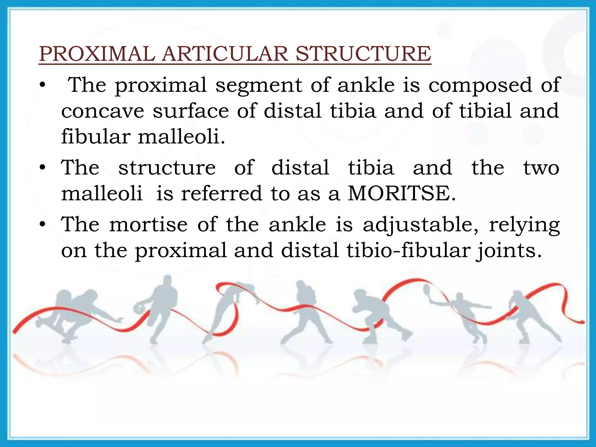 PROXIMAL ARTICULAR STRUCTURE
• The proximal segment of ankle is composed of
concave surface of distal tibia and of tibial and
fibular malleoli.
• The structure of distal tibia and the two
malleoli is referred to as a MORITSE.
• The mortise of the ankle is adjustable, relying
on the proximal and distal tibio-fibular joints.
 