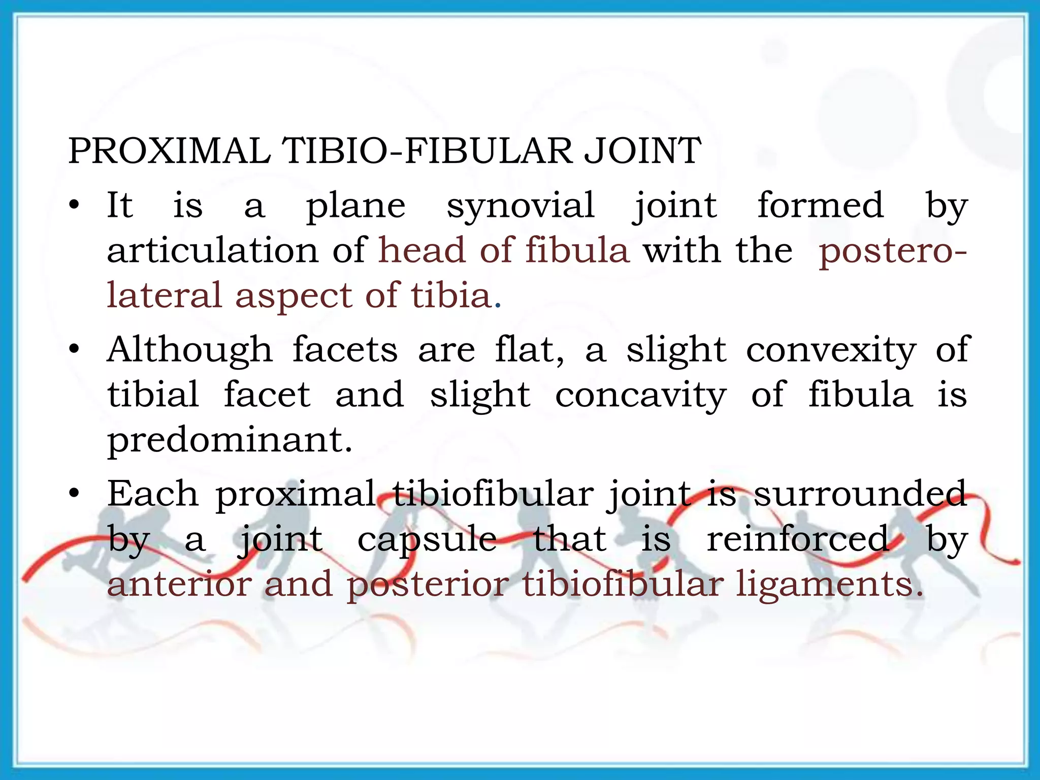 PROXIMAL TIBIO-FIBULAR JOINT
• It is a plane synovial joint formed by
articulation of head of fibula with the postero-
lateral aspect of tibia.
• Although facets are flat, a slight convexity of
tibial facet and slight concavity of fibula is
predominant.
• Each proximal tibiofibular joint is surrounded
by a joint capsule that is reinforced by
anterior and posterior tibiofibular ligaments.
 
