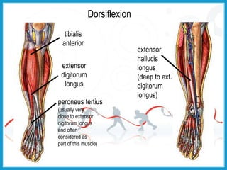 Biomechanics of ankle_joint | PPTX