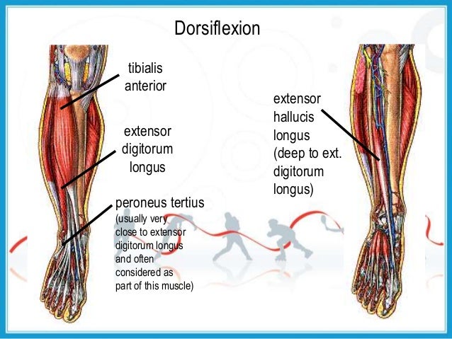 Biomechanics of ankle_joint