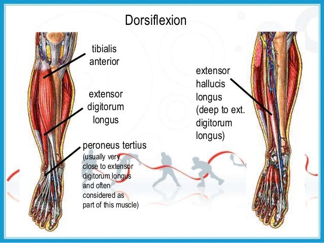 Biomechanics of ankle_joint