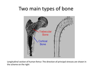 Biomechanics of Bone.ppt