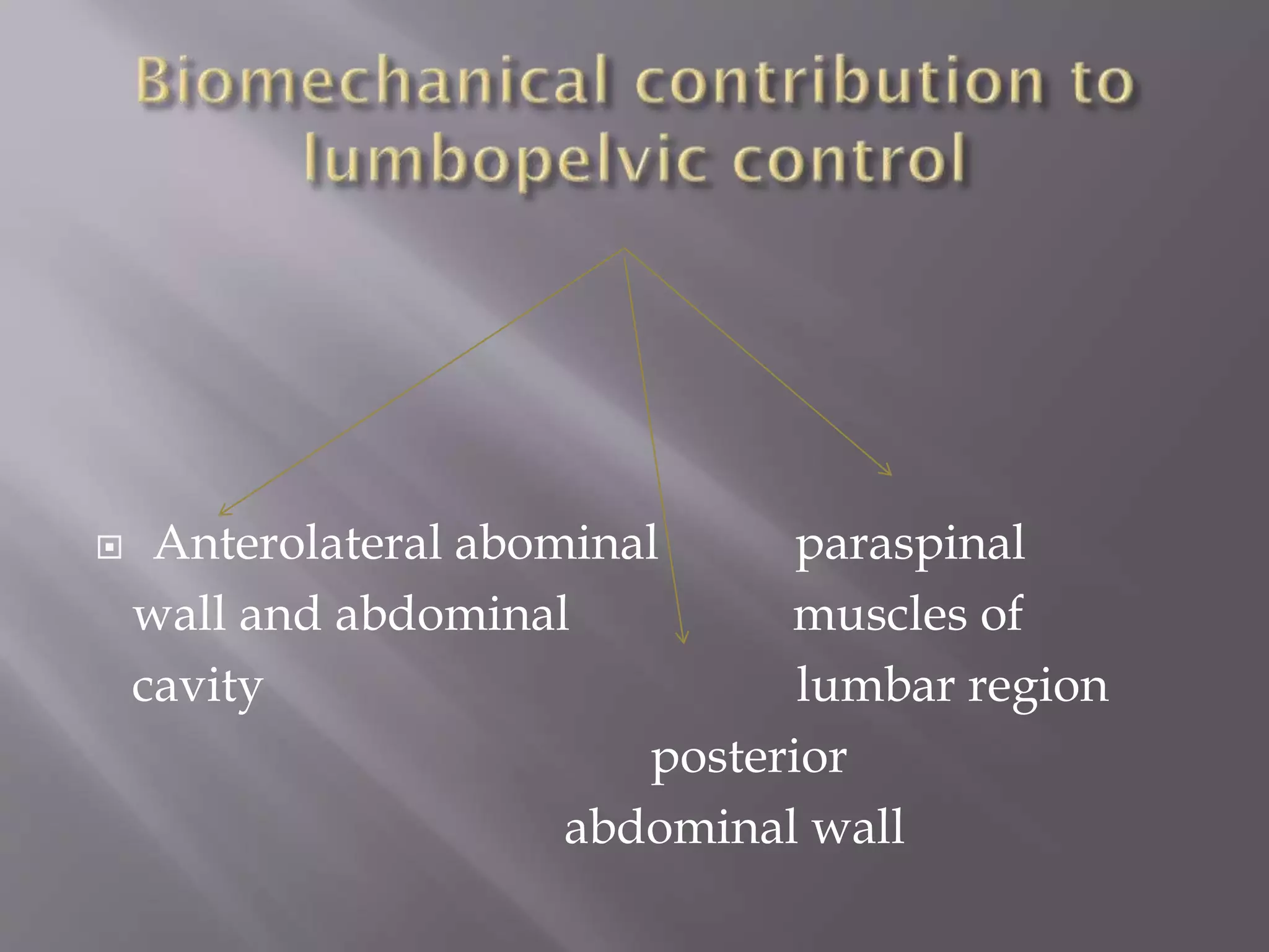  Anterolateral abominal paraspinal
wall and abdominal muscles of
cavity lumbar region
posterior
abdominal wall
 