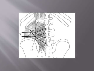 Biomechanics of core muscles | PPTX