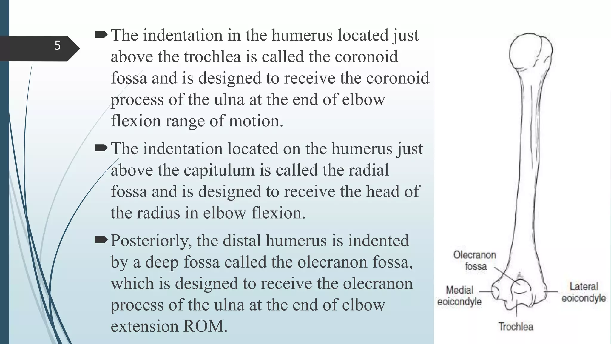Biomechanics of elbow joint | PPTX