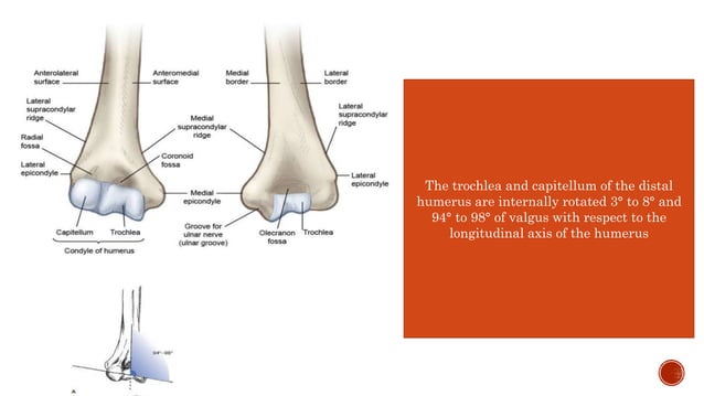 Biomechanics of elbow joint . Biology Diagrams