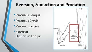 Biomechanics of foot and ankle | PPTX