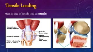 Biomechanics of fracture and fracture healing | PPTX