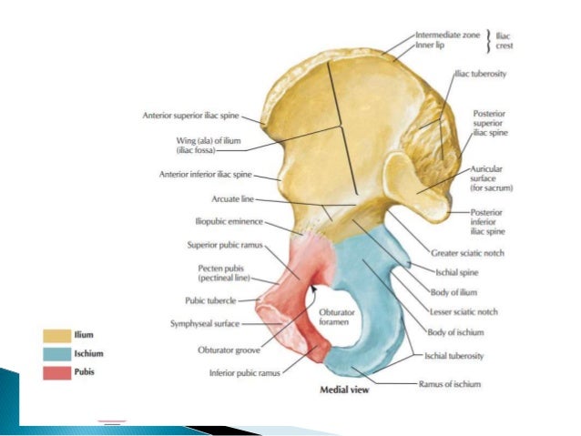 Diagram Of Hip Bone Subacetabular Groove