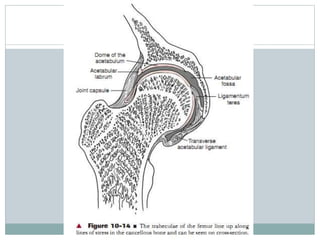 Hip Complex Biomechanics of hip complex 1 | PPTX