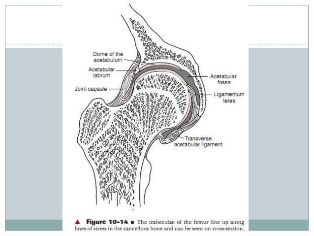 Biomechanics of hip complex 1 bovine nutrition diagram 