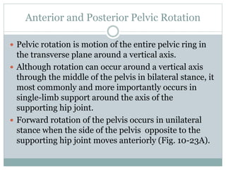 Transverse Hip Rotation Biomechanics of hip complex 2 | PPTX