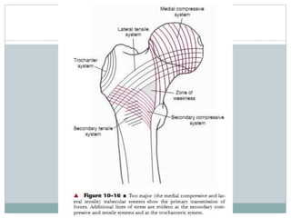Hip Complex Biomechanics of hip complex 5 | PPTX