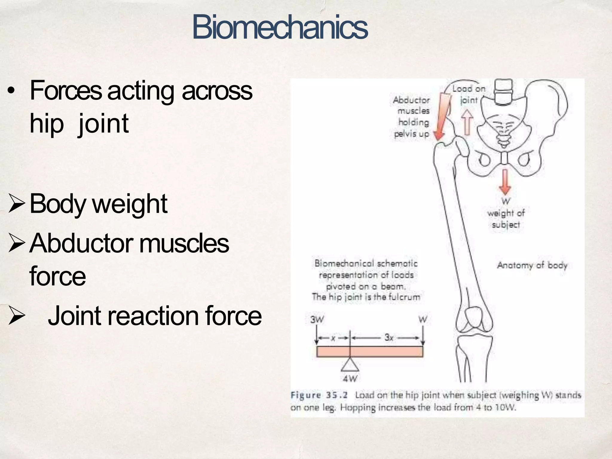 BIOMECHANICS OF HIP JOINT | PPTX