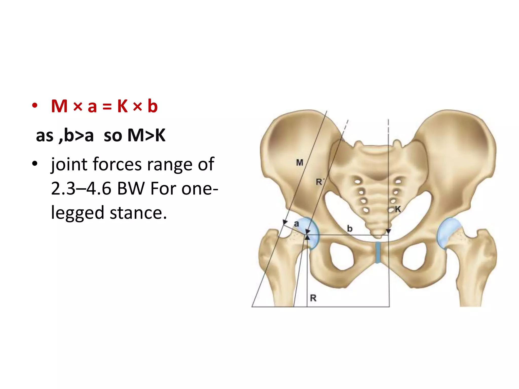 BIOMECHANICS OF HIP JOINT | PPTX