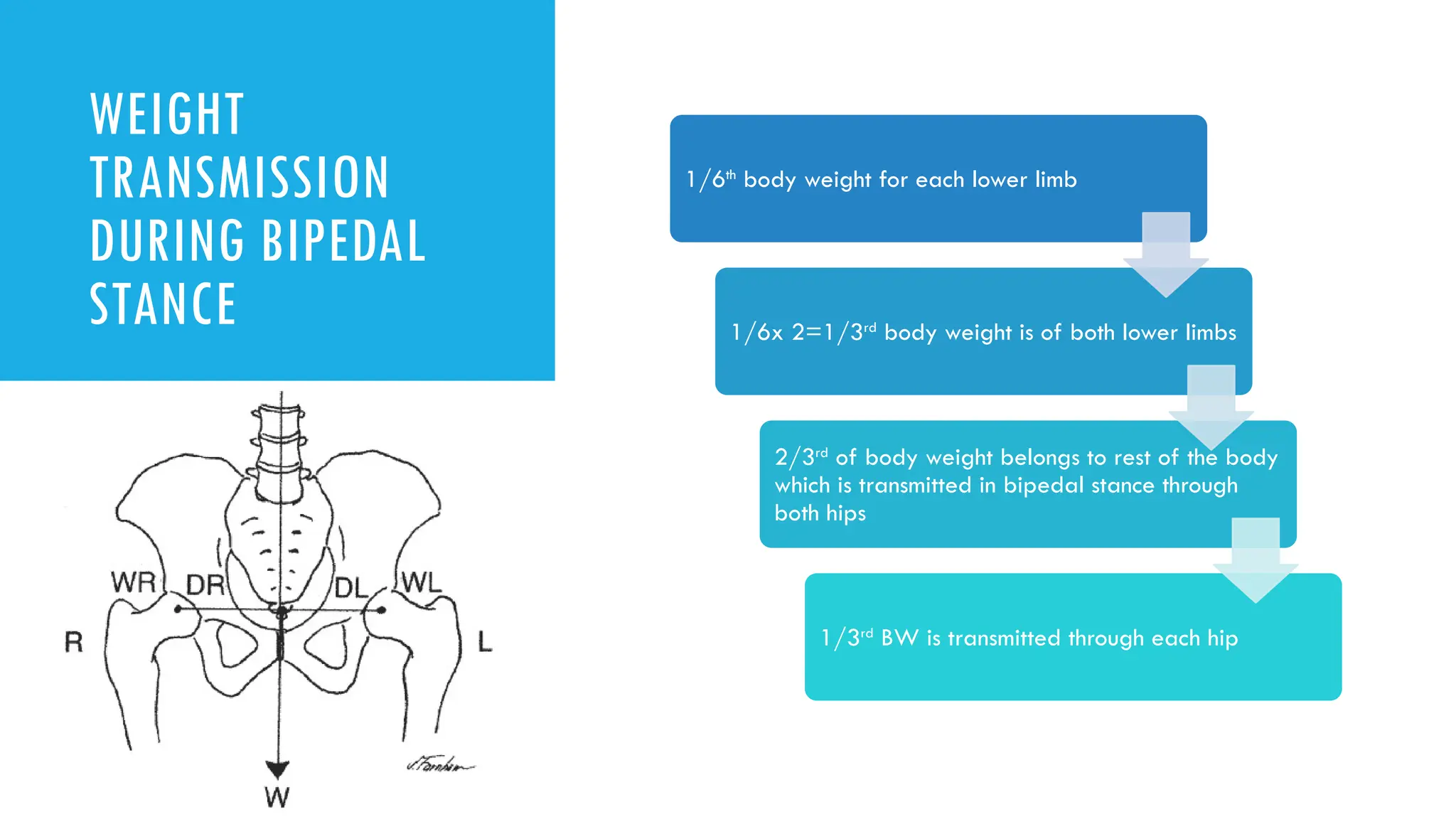 biomechanics of hip ppt for post graduates | PPT