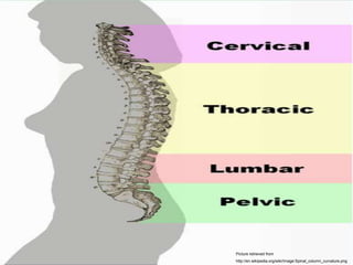 Biomechanics of human spine.