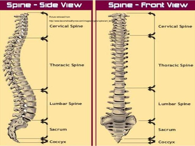 Biomechanics Of Human Spine