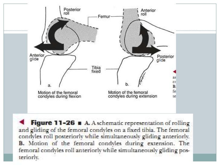 Biomechanics of knee complex 6 tibiofemoral jt function